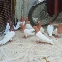کبوتر کله ای و پشدار سرور
