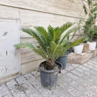 سیکاس ۵ ساله|گل و گیاه طبیعی|تهران, تهرانسر شرقی|دیوار