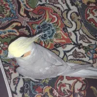 یک جفت عروس هلندی روتخم خوابیده