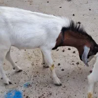 فروش بز