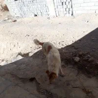 توله سرابی ۴نیم ماهه|سگ|باسمنج, |دیوار