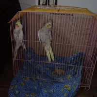 عروس هلندی نرماده