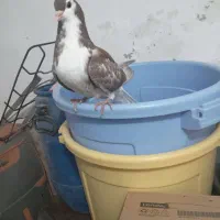 کبوتر دوبالی وطوقی