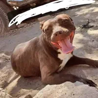 پیتبول ماده|سگ|سیرجان, |دیوار