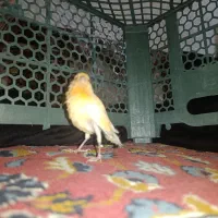 پرنده پیداشده