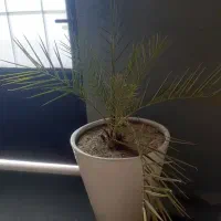 نخل زینتی|گل و گیاه طبیعی|میاندوآب, |دیوار