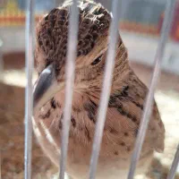 قناری خاکی سهره