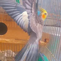 جفت عروس هلندی سالم