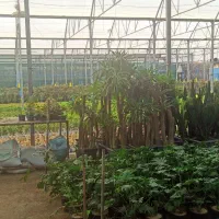 فروش گلخانه صنعتی|فروش دفتر صنعتی، کشاورزی، تجاری|پاکدشت, پاکدشت (مامازند)|دیوار