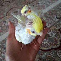 جوجه عروس هلندی لوتینو