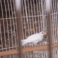 فنچ نرگس