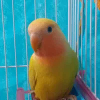 فروش کوتوله