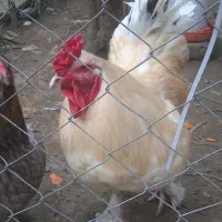 جوجه محلی درشت واکسینه شده