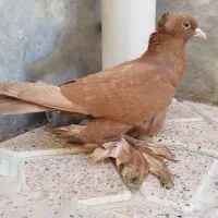 کبوتر|پرنده|مرند, |دیوار