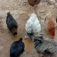 مرغ و خروس محلی اصل|حیوانات مزرعه|کوه چنار, |دیوار