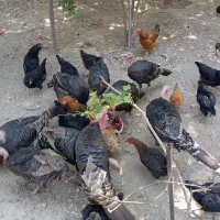 استرالوپ آمروک مرغ تخم گذار گلپایگانی و بوقلمون