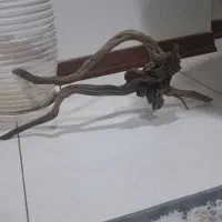 چوب اکواریوم|ماهی|تهران, تهرانسر شرقی|دیوار