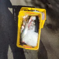 ماهی درجه 1|خوردنی و آشامیدنی|کامیاران, |دیوار