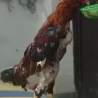 خروس لاری تاجمهر