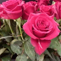 گل رز هلندی