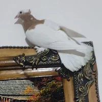 کفتر رنگی عشق باز تماس بگیره