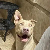 پیتبول نر ۱۵ ماهه