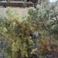 ۵۰۰متر ویلا*در بست* جردن ولیعصر/