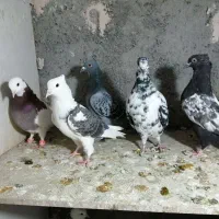 ساعت طرح کفتر معاوضه