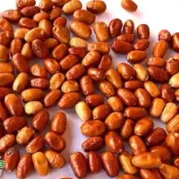 فروش نهال سنجد دراوا لیبل دار