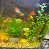 دو عدد اکواریوم|ماهی|گرگان, |دیوار