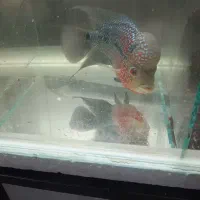 فلاور هورن|ماهی|تهران, صادقیه|دیوار