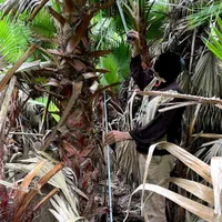 درخت پالم|گل و گیاه طبیعی|نوشهر, |دیوار