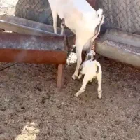 صلاله عربی|حیوانات مزرعه|بندر کنگان, |دیوار