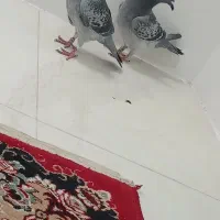 زاجر|حیوانات|یزد, |دیوار