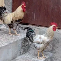 دو عدد خروس