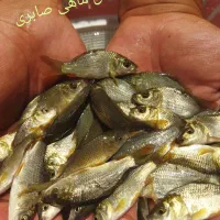 حراج ماهی اصلاح نژاد شده 50٪تخفیف به مناسبت محرم