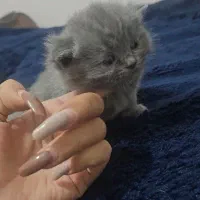 بچه گربه‌های اسکاتیش فولد اصیل آماده|گربه|کرمان, |دیوار