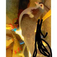 کفتر|پرنده|سربیشه, |دیوار