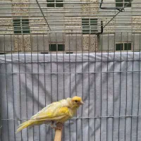 ماده قناری مست