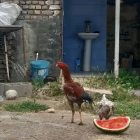 خروس لاری