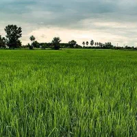 زمین کشاورزی بجار مزرعه برنج شالیزار بیجار