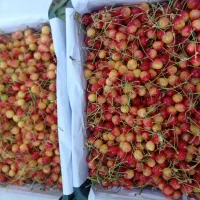 گیلاس اشنویه و میوه های صادراتی
