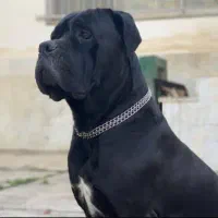 سگ های نگهبان