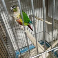 گرینچیک|پرنده|نسیم‌شهر, |دیوار