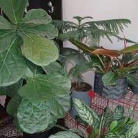 گل و گیاه طبیعی