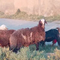 بره و بز و بزغاله