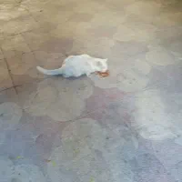 گربه سفید چشم زردم گم شده|گربه|شیراز, درکی|دیوار