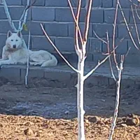 واگذاری هاسکس سفید چشم ابی یک ساله