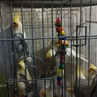 10عدد عروس هلندی رنگهای مختلف منیریه|پرنده|تهران, امیریه|دیوار