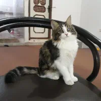 گربه واگذاری رایگان